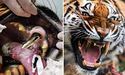 Стоматологи вставили тигриці золоту коронку