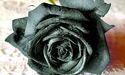 Сині троянди, чорні тюльпани...