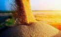 Україна відправлятиме зерно в Африку, — міністерство