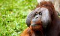 У Малайзії започаткують «дипломатію орангутанів»