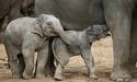 За один раз слониха двічі стала мамою