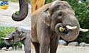 Київські слони вітамінізуються херсонськими кавунами