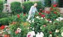 Наталія Ричкова вирощує 230 сортів троянд