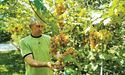 Як виростити органічний виноград