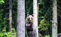 У ведмедів теж є право на особистий простір