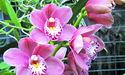 «Губи» орхідеї мають неповторний аромат