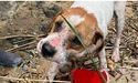 Собаку, який постраждав від підриву ГЕС, прийняла сімʼя з Польщі