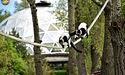 Лемурів київського зоопарку переселяють до літнього відкритого вольєра