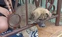 Протягом минулої доби рятувальники Львівщини допомогли трьом тваринам
