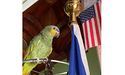 Посольський папуга розуміється на політиці