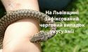 На Львівщині 14-річну дівчинку госпіталізували через укус змії