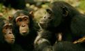 Шимпанзе можуть контролювати свою поведінку