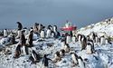 На станції «Академік Вернадський» українські полярники нарахували понад 7 тис. пінгвінів