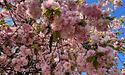 Ужгород квітне сакурами і магноліями! (фото)
