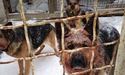 Господарів собак, які загризли АТОшника, чекає жорстоке покарання