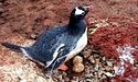 У пінгвінів біля станції «Академік Вернадський» з’явилися перші яйця (ФОТО)