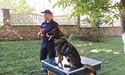 Собаку з Тернопільщини навчили самостійно шукати людей