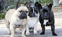 Найпопулярніша порода собак у США — французький бульдог