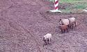 Отара польських овець «незаконно» перетнула український кордон (ВІДЕО)
