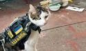 Фронтовий кіт Шайба допоміг врятувати мартина