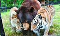 Ведмідь, лев і тигр стали нерозлучними друзями