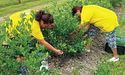 У Малій Кам’янці збирають перший урожай лохини
