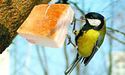 Дайте птахам взимку сала, круп — але не хліба