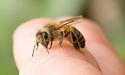 Укус бджоли може спричинити анафілактичний шок