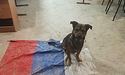 «російська ганчірка» не сподобалася навіть собаці: військові знайшли для чотирилапого килим