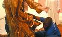 «Скульптури Пінзеля уже змонтовано для експонування у Луврі...»