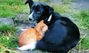 Врятовані кіт і собака підтримують свого добродійника