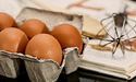 Антимонопольний комітет досліджує причини різке підвищення цін на яйця