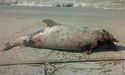 Через бойові дії у Чорному морі гинуть дельфіни, — природоохоронці