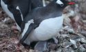 Науковці показали пінгвінів, які полюбляють висоту (ВІДЕО)