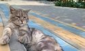 Кіт Василь — символ Херсонського універу