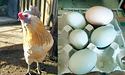 Кури-амераукани несуть… бірюзові яйця