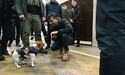 Прем'єр Британії та пес Патрон: мила зустріч у Києві (ФОТО)