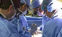 Людині вперше пересадили генетично модифіковану нирку свині