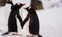 Станція Вернадського показали фото закоханих пінгвінів