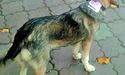 «Приколи» одеського собаки