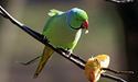 У Чернівцях з’явилися великі зелені папуги: чому вони можуть стати загрозою