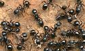 Учені порахували, скільки на Землі є мурах