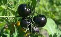 «Чорний принц» — окраса томатної «плантації»