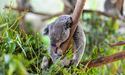 22 години: стільки часу на добу можуть спати коали
