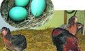 Кури у Богдана Рурка несуть різнокольорові яйця