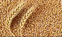 Зеленський: росія хоче продати зерно, яке вкрала в Україні