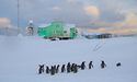 До станції «Академік Вернадський» раптово завітали десятки пінгвінів (ФОТО)