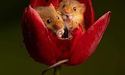 Миші у тюльпані