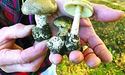 Стартує сезон грибів… І отруєнь ними