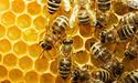 Мешканців Київщини бджоли врятували від вибуху російської міни
